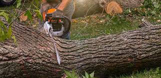 How Our Tree Care Process Works  in  Alcoa, TN